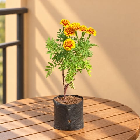 Marigold / Genda French (any colour) in 4 Nursery Bag
