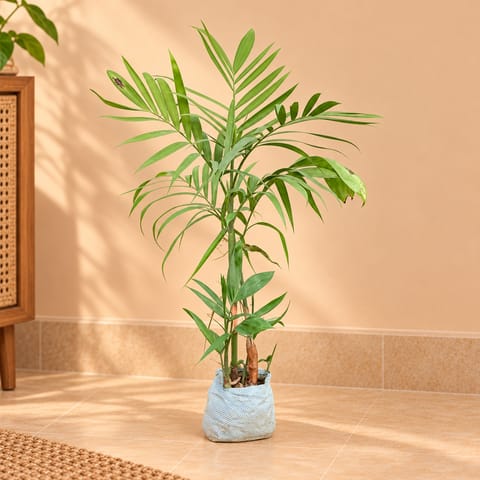 Cane Palm (~ 3 Ft) in 6 Inch Nursery Bag