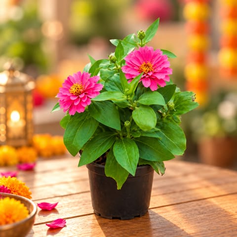 Zinnia (Any Colour) in 5 Inch Nursery Pot