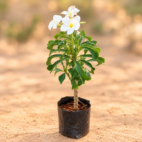 Naag Champa / Plumeria (~1.5 ft) in 6 Inch Nursery Bag