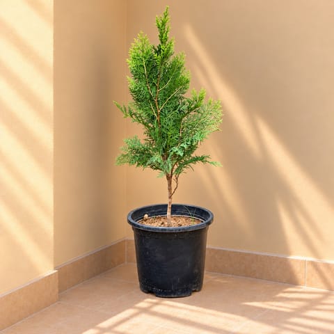 Golden Morpankhi in 8 Inch Black Nursery Pot