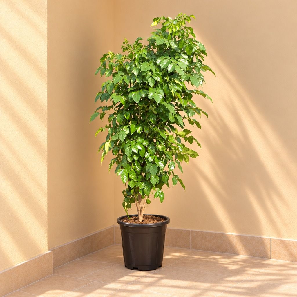 China Doll / Radermachera (~ 3.5 ft) in 10 Inch Nursery Pot - Air Purifying