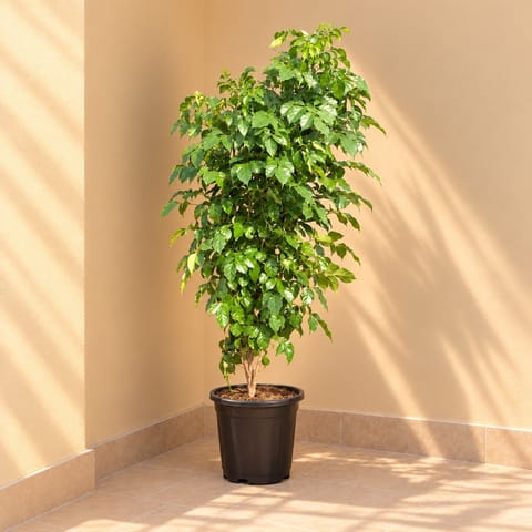 China Doll / Radermachera (~ 3.5 ft) in 12 Inch Nursery Pot - Air Purifying