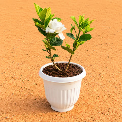Gardenia / Gandhraaj (Any Colour) in 8 Inch White Olive Plastic Pot
