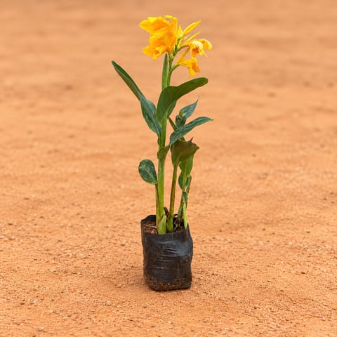Canna Lily / Keli (any color) in 6 inch Nursery bag