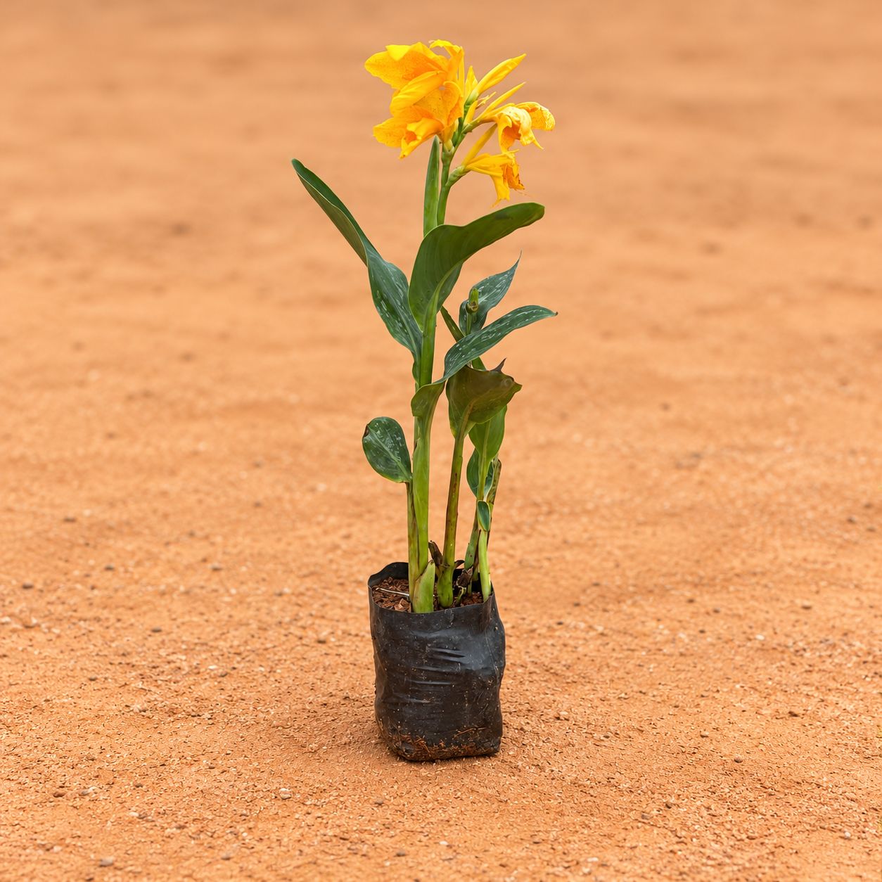 Canna Lily / Keli (any color) in 6 inch Nursery bag
