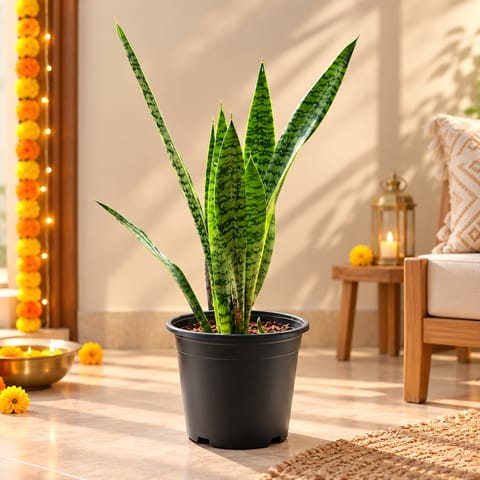 Air Purifying Snake Plant Green (~ 1 Ft) in 6 Inch Nursery Pot