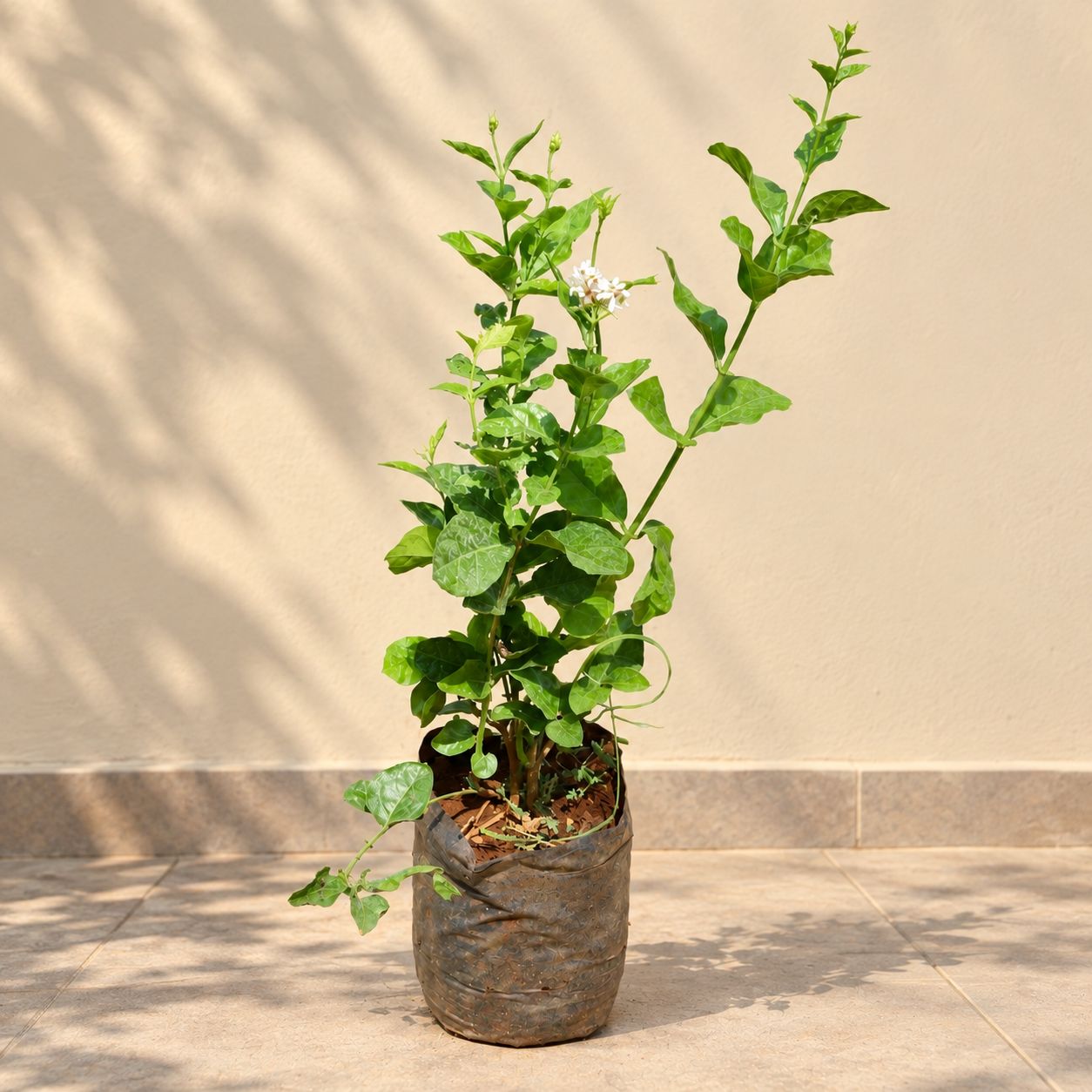 Mogra / Jasmine (Any Colour) Pune in 6 Inch Nursery Bag | Fragrant | Flowering