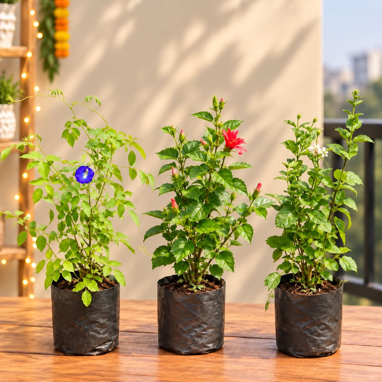 Pooja Flowering Blooms - Set of 3 - Aparajita, Hibiscus Red & Jasmine / Mogra in 6 Inch Nursery Bags