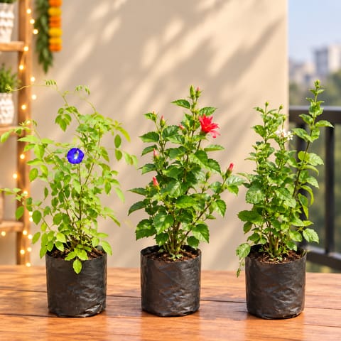 Divine Pooja Flowering Combo - Set of 3 - Aparajita, Hibiscus Red & Jasmine / Mogra in 6 Inch Nursery Bags