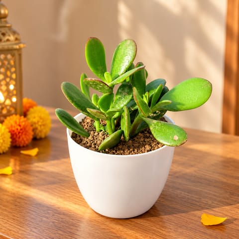 Crassula Ovata/ Dhan Kuber in 4 inch White Premium Orchid Round Plastic Pot