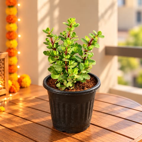 Lucky Large Jade in 6 Inch Black Super Nursery Pot