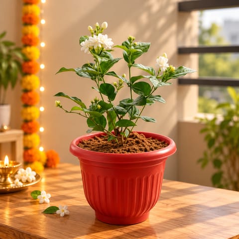 Mogra / Jasmine Pune in 8 Inch Red Olive Plastic Pot