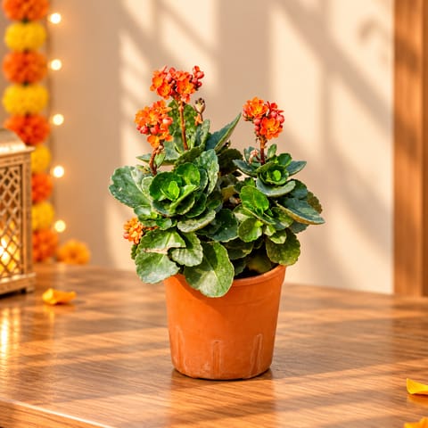 Kalanchoe (any colour) in 5 Inch Nursery Pot