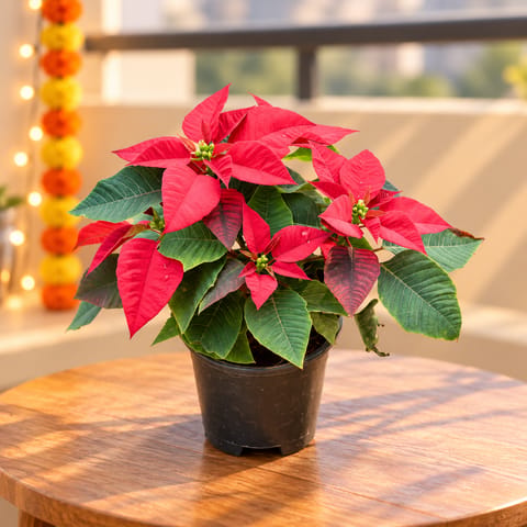 Christmas Special - Poinsettia / Christmas Flower Red in 5 Inch Nursery Pot