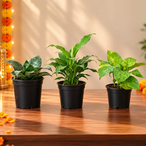 Air Purifying Plants - Set of 3 - Snake Dwarf Green, Peace Lily & Money Plant Green in 4 Inch Nursery Pot