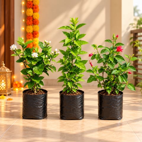 Flowering Plants Delight - Set of 3 - Mogra / Jasmine, Raat ki Rani & Hibiscus Red in 6 Inch Nursery Bag