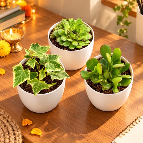The Succulent Squad- Set of 3 - English Ivy, Lakshmi Kamal & Crassula Ovata Succulents in 4 Inch White Orchid Plastic Pot