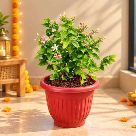 Madhu Malti Dwarf / Rangoon Creeper Pink Pune in 8 inch Terracotta Red Olive Plastic Pot