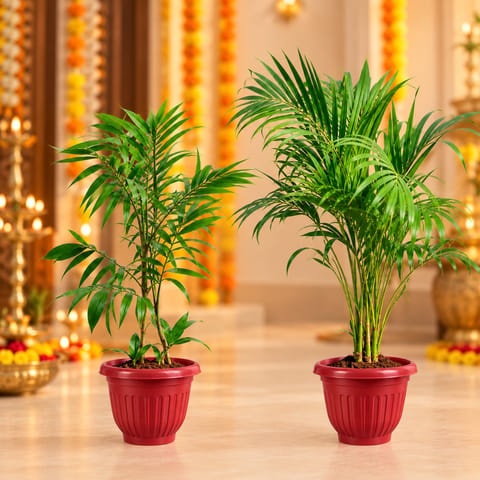 Palm Delight Duo - Set of 2 - Areca Palm (~3 ft) & Cane Palm ( ~2.5 ft) in 8 Inch Red Olive Plastic Pots | Large Indoor Plants