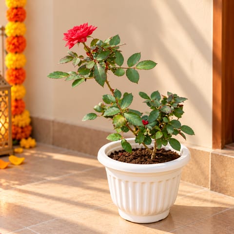 Rose / Gulab Red in 8 Inch White Olive Plastic Pot
