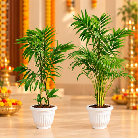 Palm Delight Duo - Set of 2 - Areca Palm (~3 ft) & Cane Palm ( ~2.5 ft) in 8 Inch White Olive Plastic Pots | Large Indoor Plants