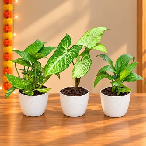 Beautiful Table Top Combo - Set of 3 - Money Plant, Syngonium Green & Peace Lily in 4 Inch White Orchid Plastic Pot