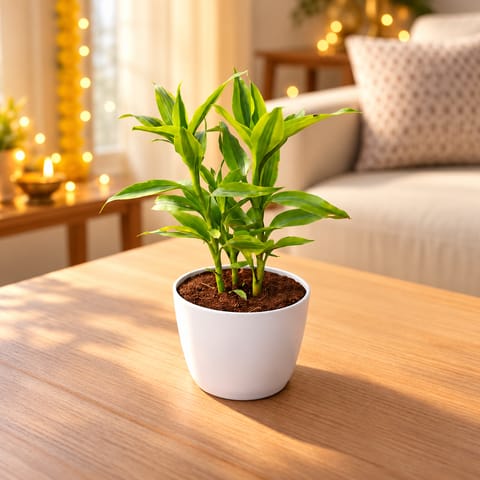 Air Purifier Lucky Bamboo in 4 Inch White Premium Orchid Round Plastic Pot