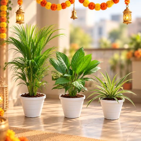 The Breeze & Breathe Set - Set of 3 - Peace Lily, Areca Palm (~ 2.5 Ft) & Spider in 8 Inch Classy White Plastic Pot