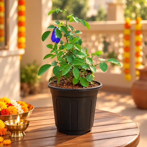 Festive Bloom - Large Aparajita / Asian Pigeonwings (Any Colour) in 6 Inch Black Nursery Pot | Easy care