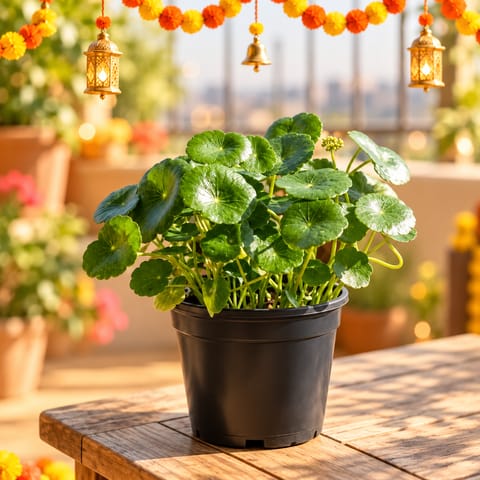 Lucky for Wealth Brahmi Dollar / Pennywort in 4 Inch Nursery Pot