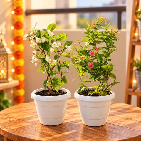 Twinning Climber Duo: Set of 2 - Bleeding Heart & Madhu Malti in 8 Inch White Classy Plastic Pot