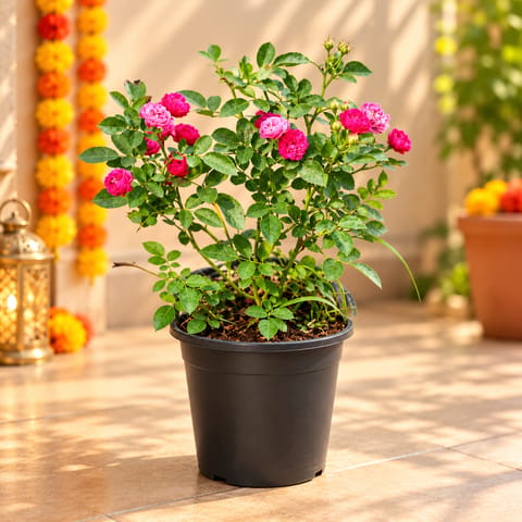 Kashmiri Rose (Any Colour) in 8 Inch Nursery Pot