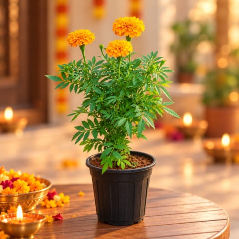 Festive Bloom - Marigold / Genda Orange in 4 Inch Nursery Pot