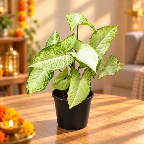 Air Purifying - Syngonium Arrow Head in 5 Inch Nursery Pot