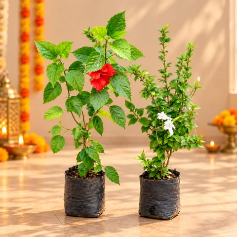 Happy Hibiscus Duo - Set of 2 - Hibiscus - Red & White in 8 Inch Nursery Bag