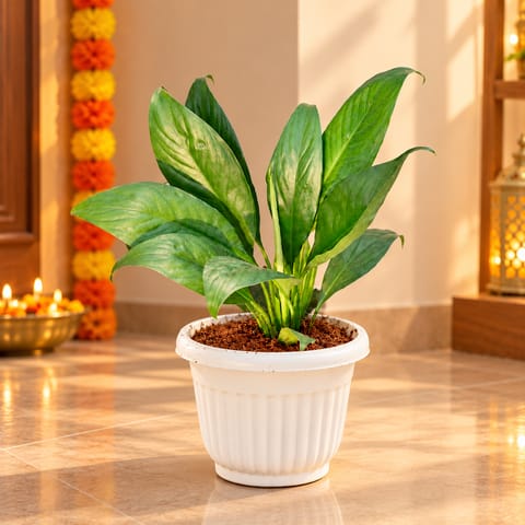 Peace Lily in 8 Inch White Olive Plastic Pot