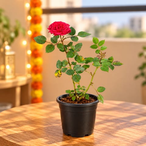 Rose / Gulab Red in 6 Inch Nursery Pot