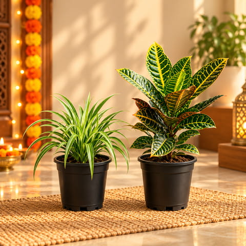 Tropical Texture Duo: Set of 2- Croton Petra & Spider Plant in 6 inch Nursery Pot