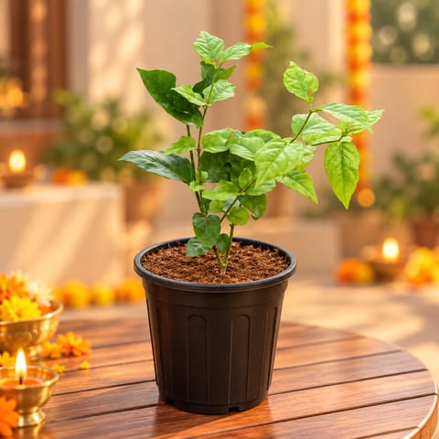 Large Mogra / Jasmine in 6 Inch Nursery Pot
