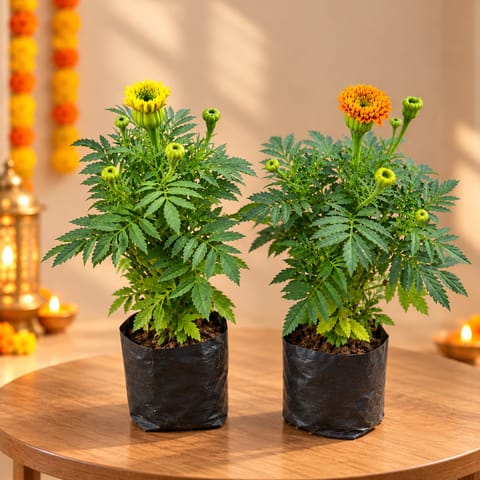 Set of 2 - Marigold / Genda (Any Colour) in 4 Inch Nursery bag