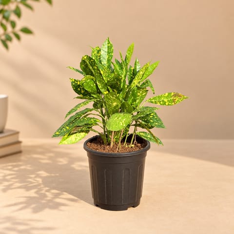 Air Purifying - Baby Croton in 6 Inch Black Super Nursery Pot