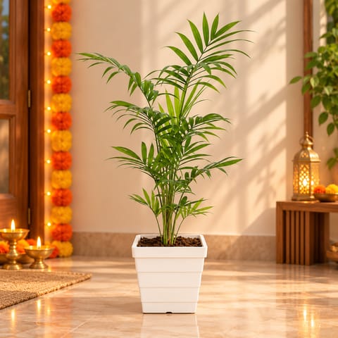 Chameadorea Palm in 4 Inch White Marble Premium Orchid Square Plastic Pot