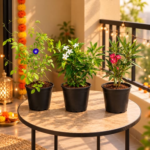Festive Floral Charm - Aparajita, Chandni Dwarf & Kaner / Oleander in 6 Inch Nursery Pots