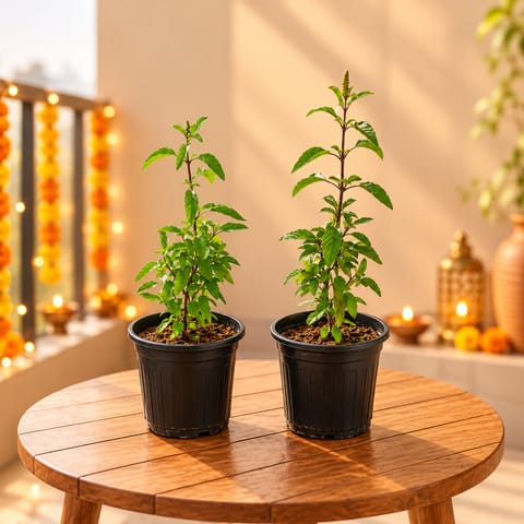 Tulsi Satvik Duo - Set of 2 - Tulsi (Rama & Shyama) in 6 Inch Nursery Pot