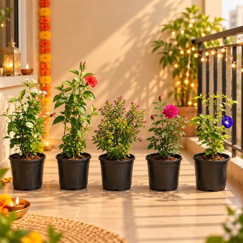 Flowering Bestsellers - Set of 5 - Jasmine / Mogra, Hibiscus Red, Kashmiri Rose, Cuphea & Aparajita in 6 Inch Nursery Pots