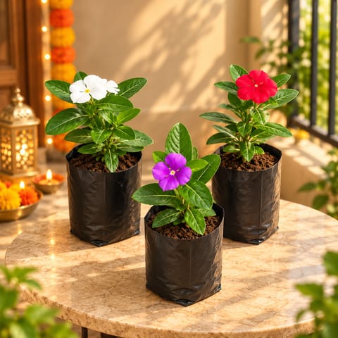 Set of 3 - Periwinkle / Sadabahar / Vinca (Any Colour) in 4 Inch Nursery bag