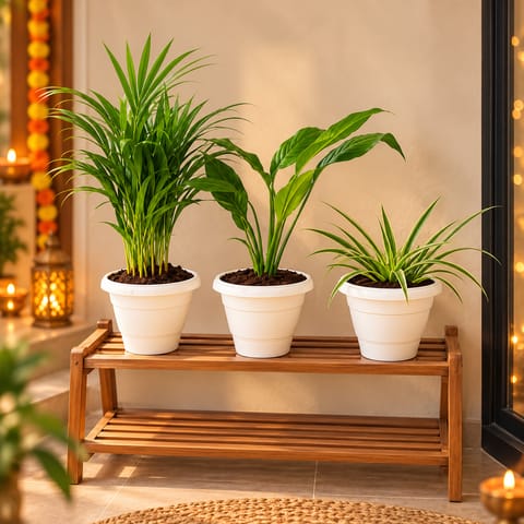 The Breeze & Breathe Set - Set of 3 - Peace Lily, Areca Palm (~ 1 Ft) & Spider in 8 Inch Classy White Plastic Pot