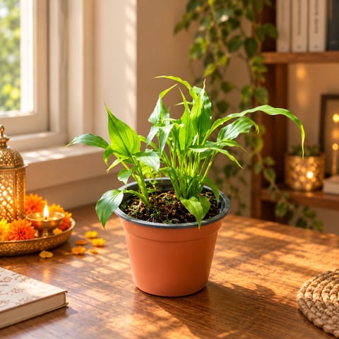 Peace Lily in 4 Inch Nursery Pot