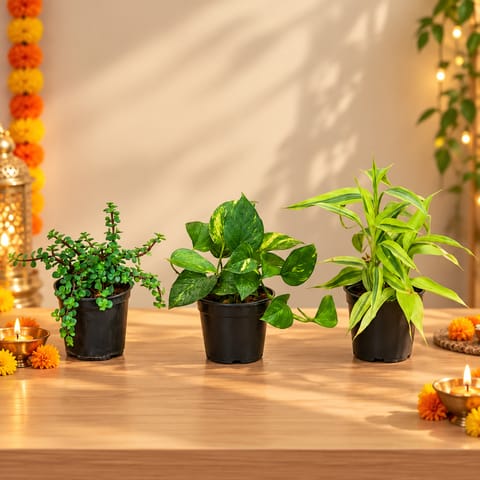 Lucky Trio - Set of 3 - Jade, Money Plant Green & Lucky Bamboo in 4 Inch Nursery Pot